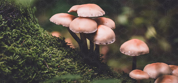 5 Medicinal Mushrooms & their Bountiful Benefits - [shop_name]