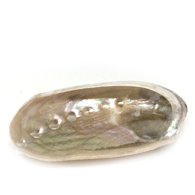 Small Red Abalone Shell - alter8.com