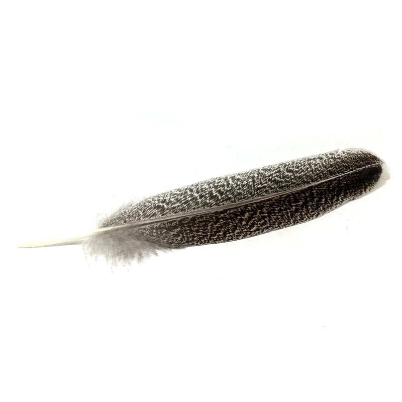Feather - Turkey, Peacock, White, Spotted Guinea Hen - alter8.com