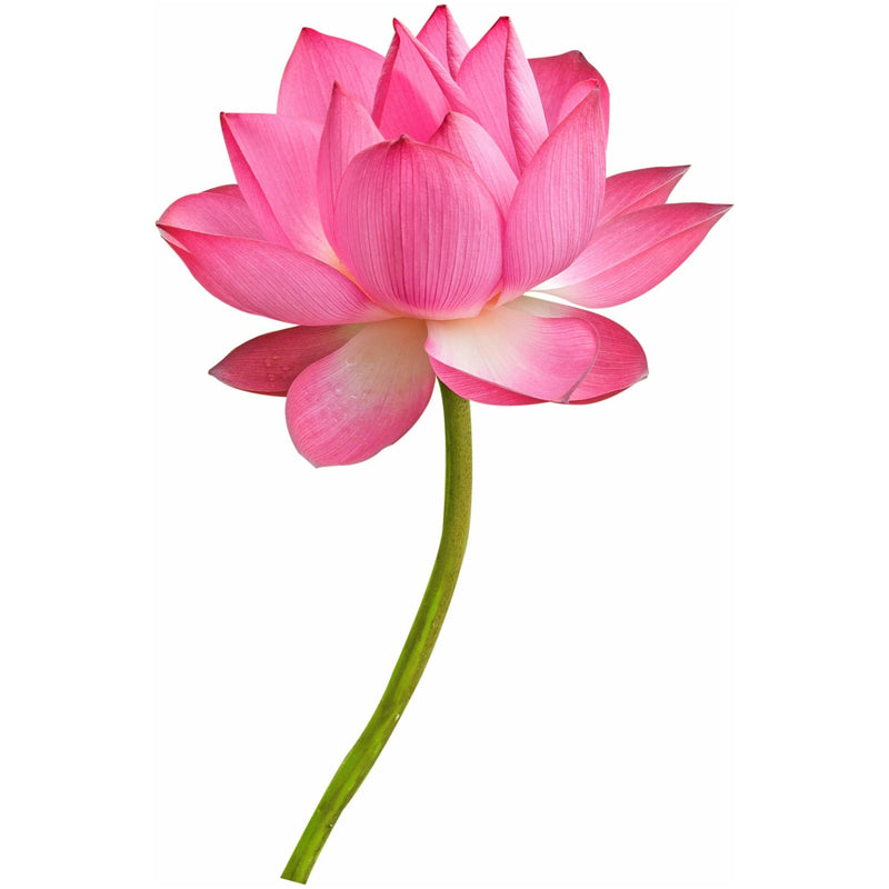 Pink Lotus Essential Oil - alter8.com