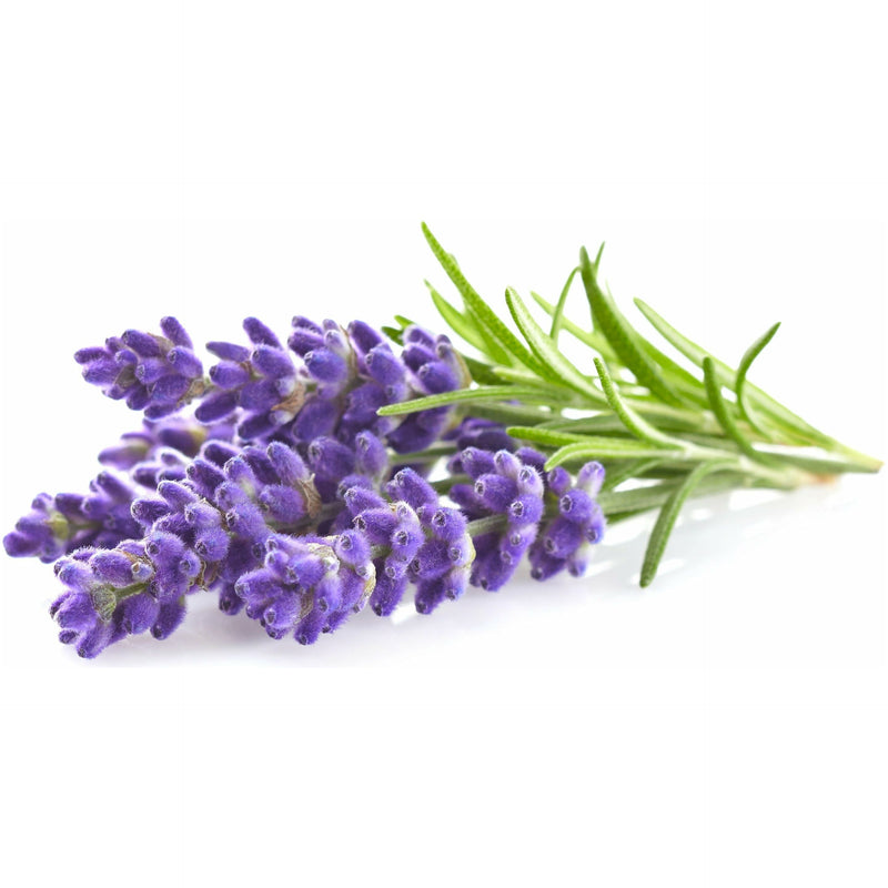 Lavender Bulgaria Essential Oil - alter8.com